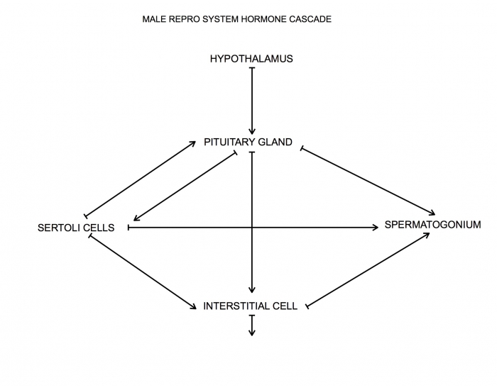 male-hormone-cascade-quiz