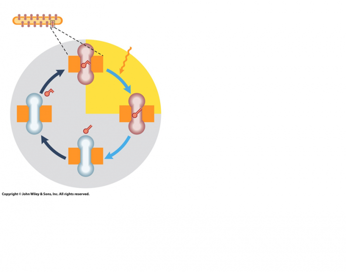 regenerating-reconstitution-quiz