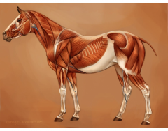 Simple equine muscles.
