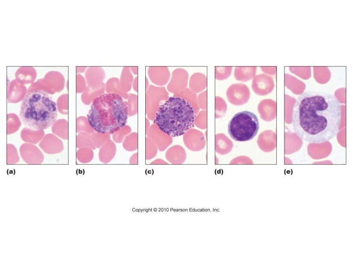 Blood cell types Quiz