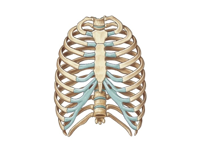 Can you identify parts of the rib cage? Quiz