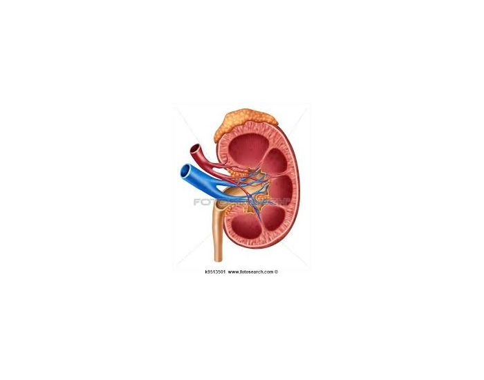 kidney diagram