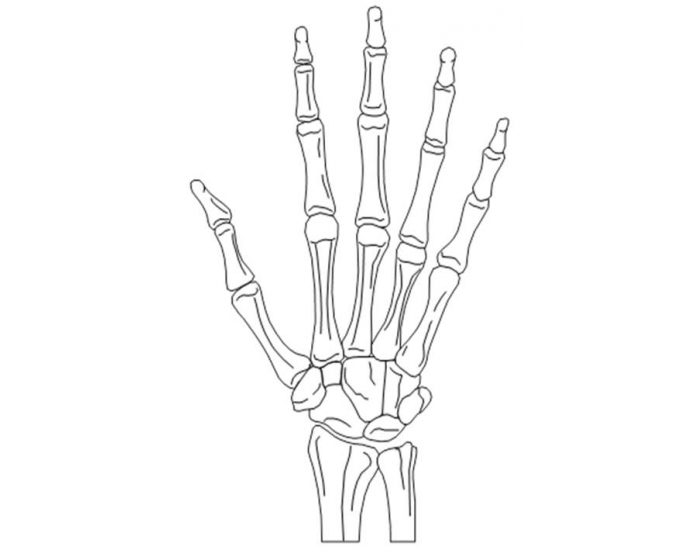 Upper Appendicular - Hand Quiz