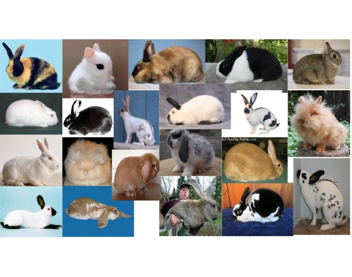 Rabbid Variations Rabbit Breeds — Printable Worksheet