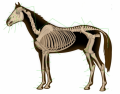 Skeleton of the horse MEDIUM - DOT QUIZ