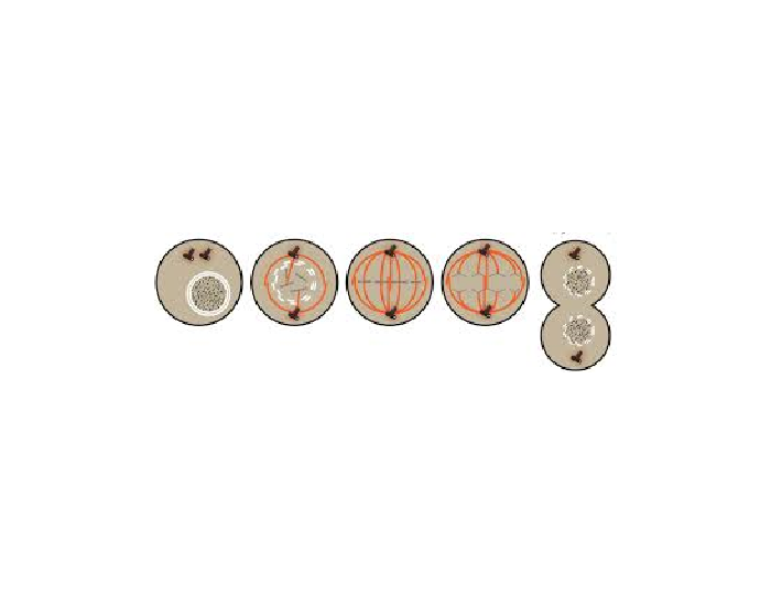 Stages of the Cell Cycle Quiz Biology Diagrams