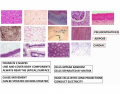 histology review- basic human tissues BIO 112