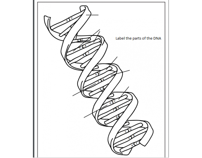 Label Dna Questions Label the DNA Quiz