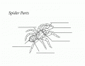 Parts of the Spider