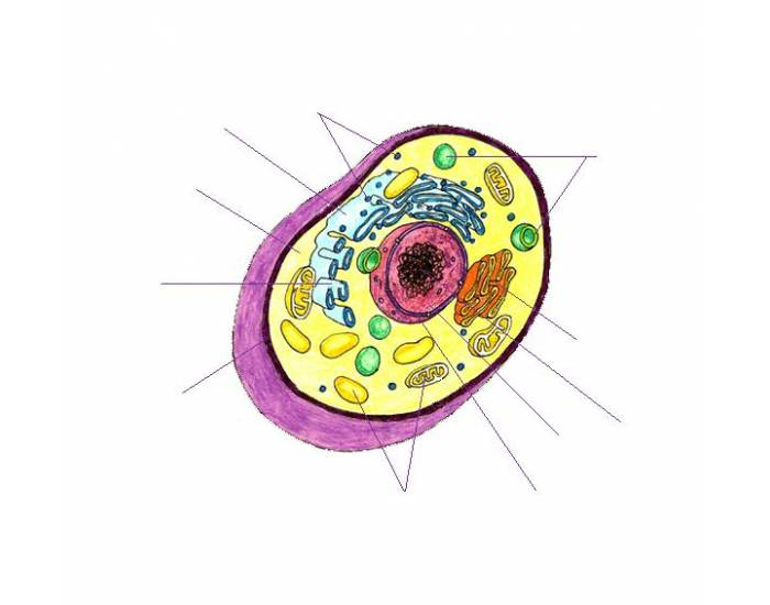 This animal cell needs labelling! Quiz