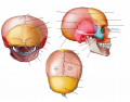 Cranial Bones & Sutures