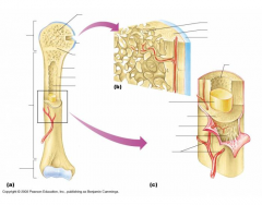 Long Bone Anatomy