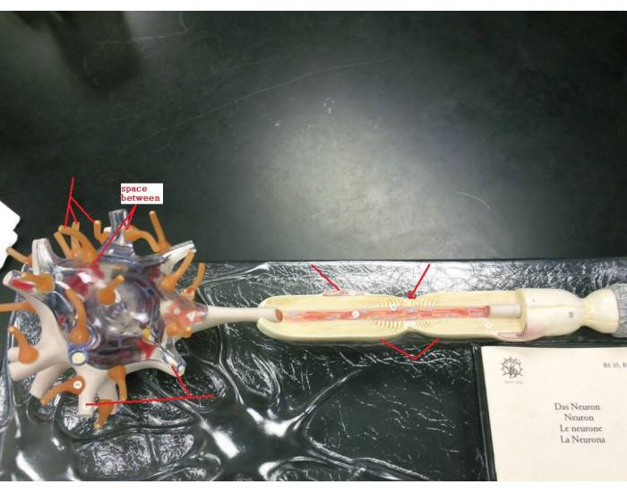 Q Tips Neuron Neuron Quiz