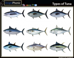 Types of Tuna