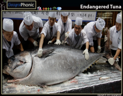 Endangered Tuna