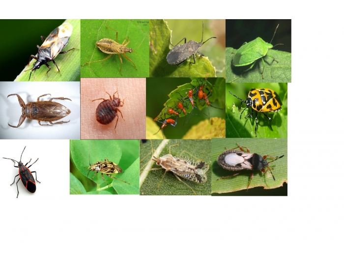 Entomology Bug Quiz