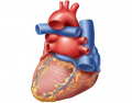 External Heart Anatomy, Posterior