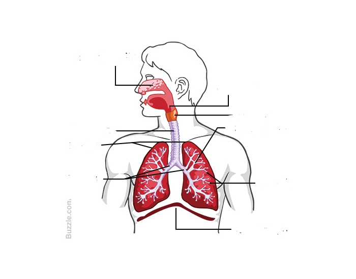 Respiratory System Diagram Quiz