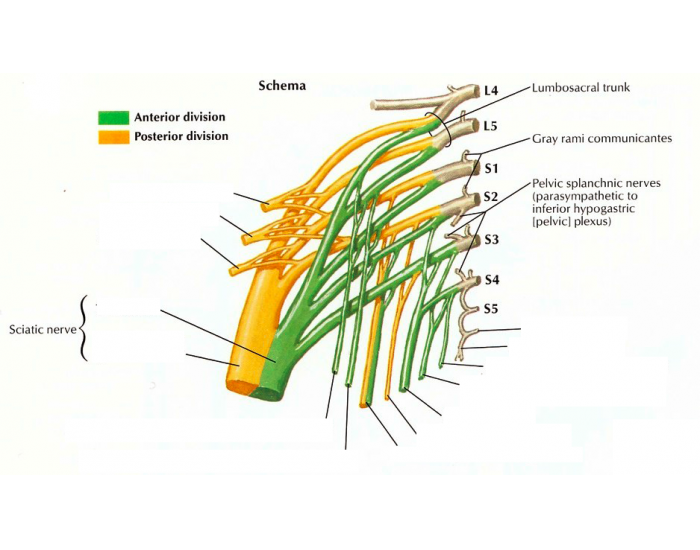 sacral plexus Quiz Biology Diagrams