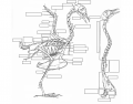 Avian Skeletal Anatomy 