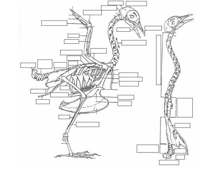 Avian Skeletal Anatomy Quiz