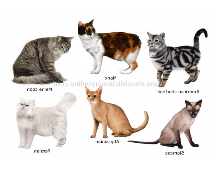Cat Breeds Quiz