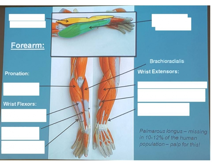 Muscles and Compartments of the Forearm Quiz