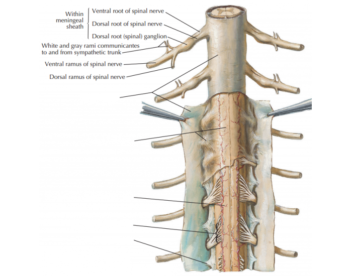 Spinal cord meninges Quiz Biology Diagrams