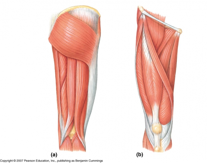 Upper leg muscles Quiz