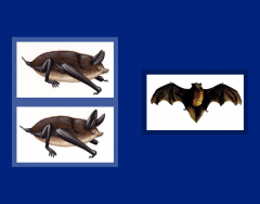 Bats of New Zealand
