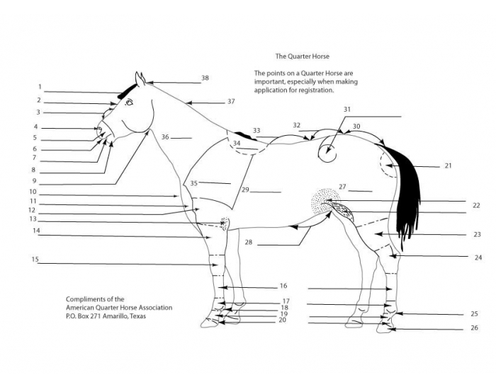 Horse Body Parts Quiz