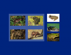 Frogs of New Zealand