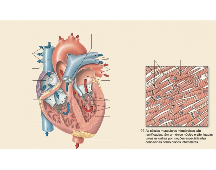 ANATOMIA DO CORAÇÃO Quiz