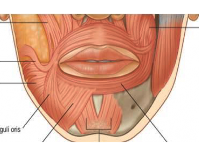 Muscle Anatomy Of Lower Lip 9173