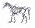 Horse Skeleton
