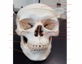 Anterior Skull (Red are bones, orange are markings