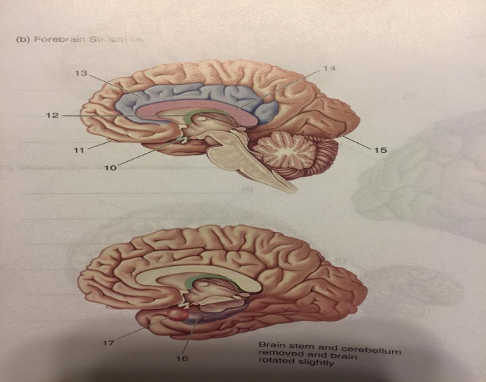 Forebrain Structures Quiz