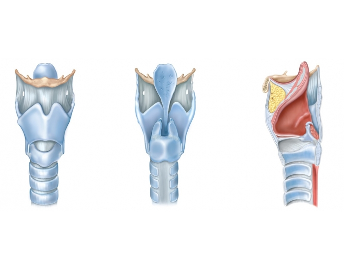 Anatomy of the Larynx Quiz