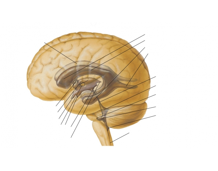Ventricle anatomy Quiz Biology Diagrams