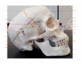 Lateral Skull (red - bones orange - markings)
