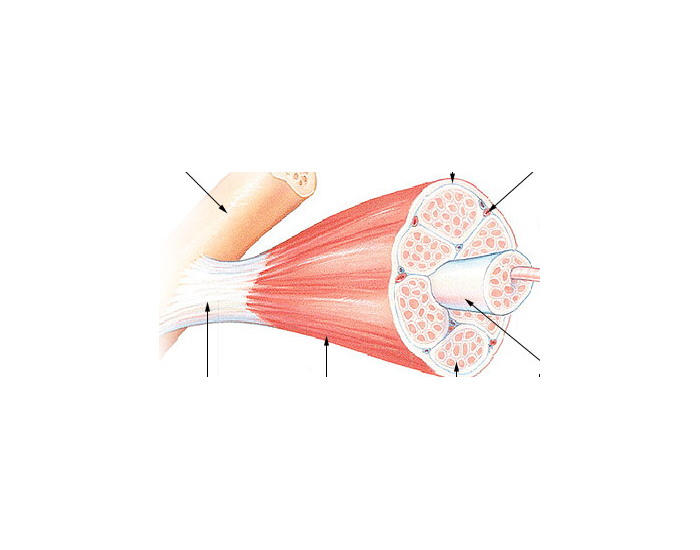 Muscle connective tissue layers Quiz