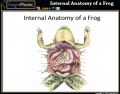 Internal Anatomy of a frog
