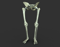 Kosti donjih udova