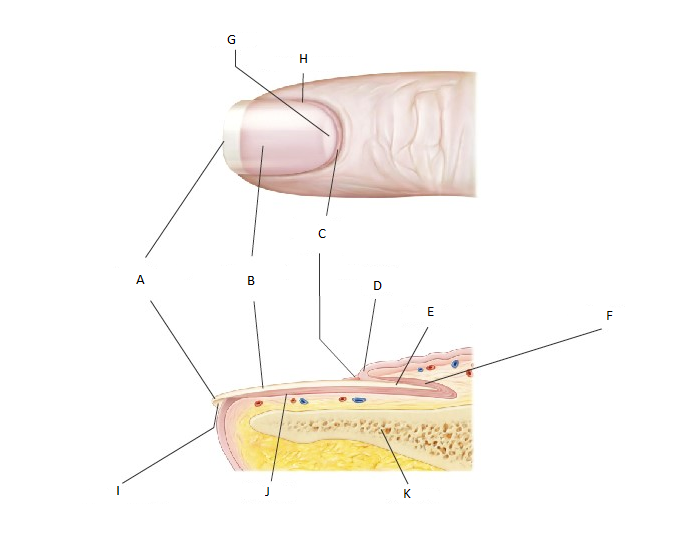 Nail Anatomy Quiz