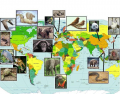 Animal Nationalities ( French )