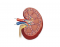 Anatomy of the Kidney (Latin)