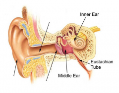 EAR ANATOMY