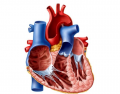 Anatomy of the Heart (Latin)