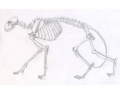 cat skeleton anatomy