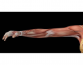 MUSCLES - ANTERIOR ARM AND FOREARM